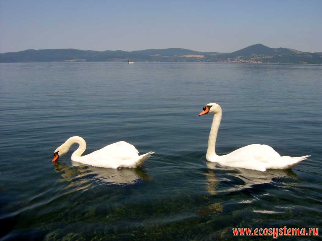 A couple of mute swans (Cygnus olor) on the Bracciano Lake (Lago di Bracciano). Central Italy, the province of Viterbo, Lazio region (near Rome)