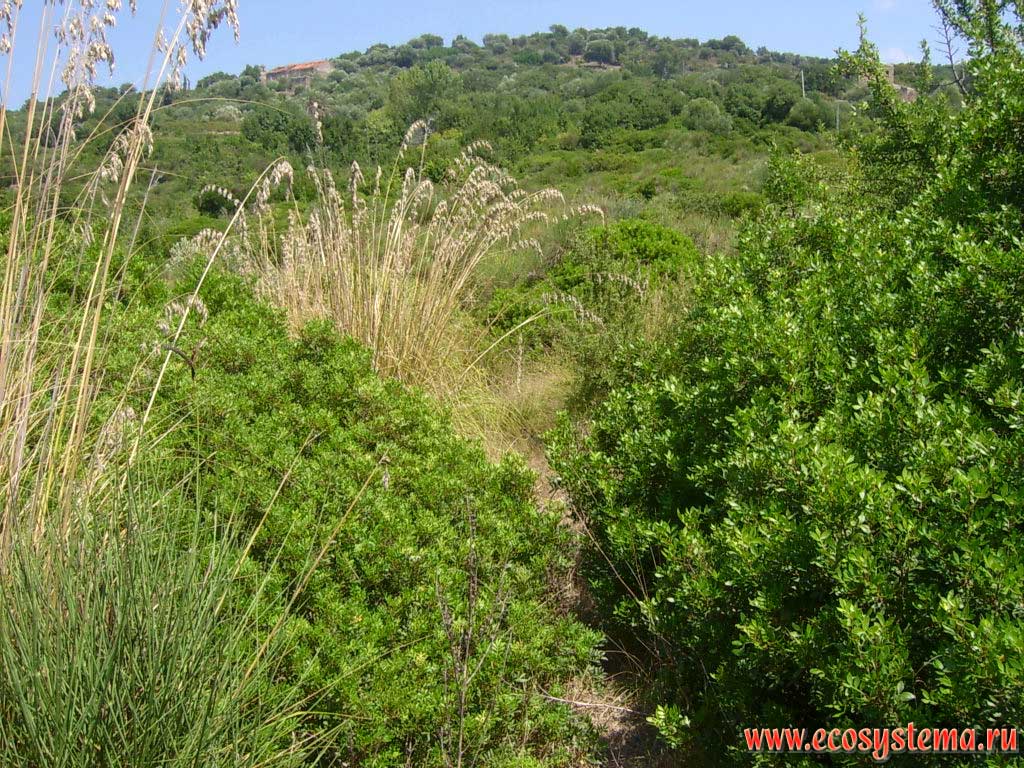 Xerophytic vegetation - maquis, submitted by evergreen stunted shrubs and grasses. Tyrrhenian Sea, the Cilento National Park, Province of Salerno, Campania Region, Southern Italy