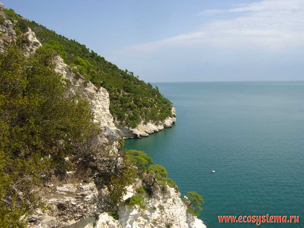 Mixed forests of pine (Pinus pinea, Italian pine) and the strawberry tree (Arbutus andrachne) covering steep slopes of the peninsula of Gargano. Gulf of Manfredonia near the town of Baia delle Zagare. Gargano National Park, province of Foggia, Apulia (Puglia) Region, Southern Italy