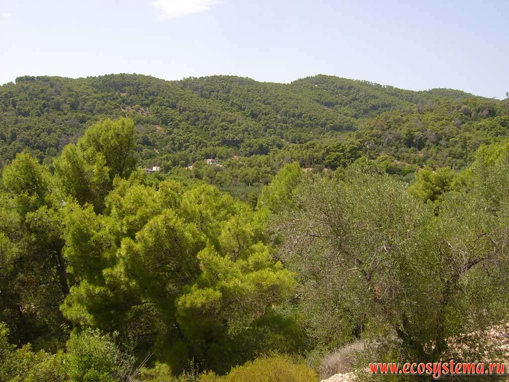 Xerophytic pine woodland, interspersed with olive trees on the Adriatic coast. The Gargano National Park, province of Foggia, Apulia (Puglia) Region, Southern Italy
