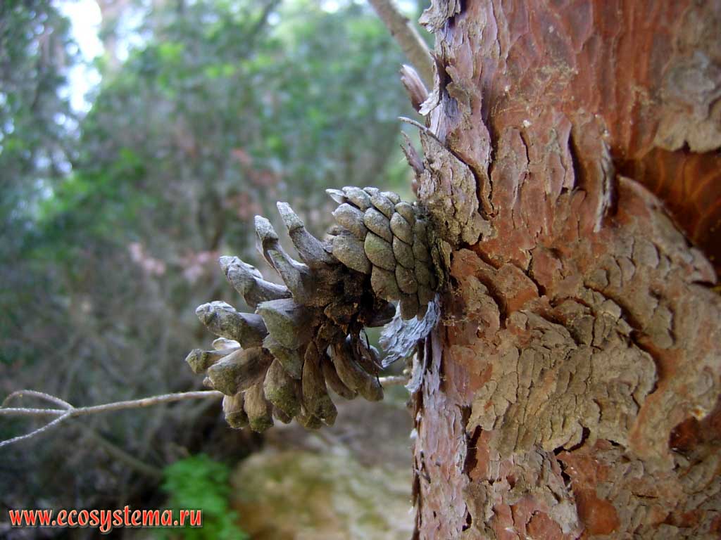 Шишка пинии (Pinus pinea), или итальянской сосны, выросшая прямо на стволе. Полуостров и национальный парк Гаргано, провинция Фоджа (Foggia) области (региона) Апулия (Puglia), Южная Италия