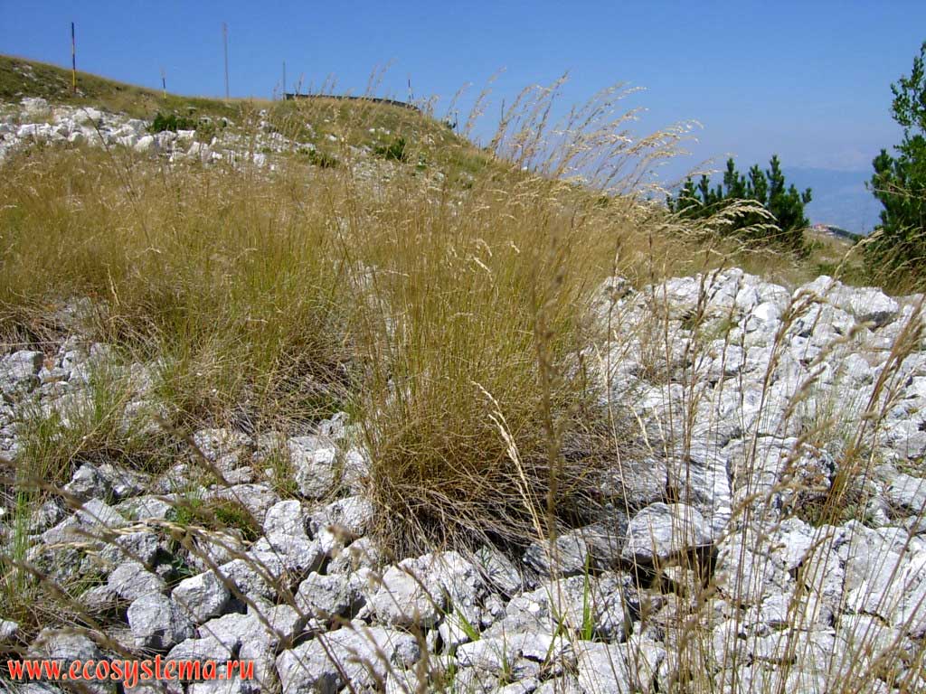 Куртины вейника (Calamagrostis) на пологих сглаженных вершинах горного массива Делла Майелла (Центральные Апеннины) на высоте около 2000 над уровнем моря. Национальный парк Майелла (Della Maiella, или Majella), провинция Пескара в регионе Абруццо, Центральная Италия