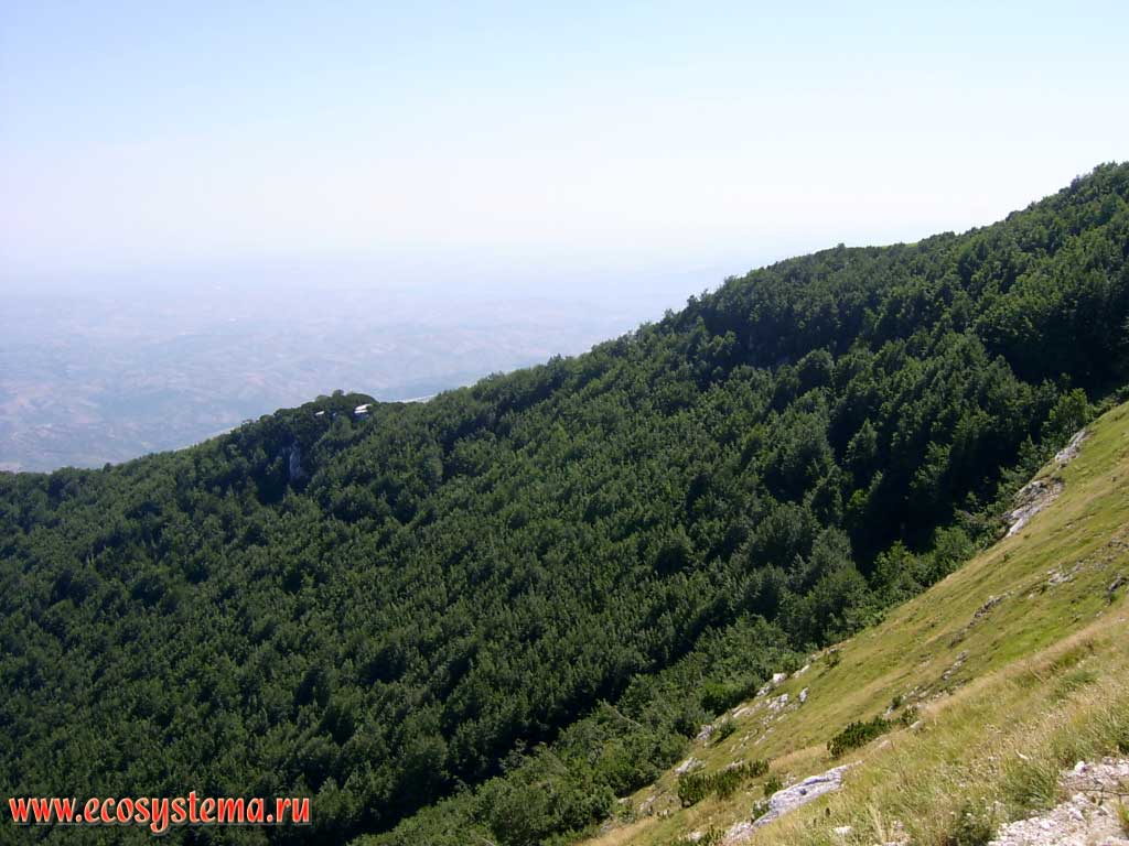 The upper border of coniferous pine forests and pine-dwarf on the slopes of the mountain massif of Della Maiella (Central Apennines) at an altitude of 2,000 above sea level. Maiella National Park, province of Pescara, Abruzzo Region, Central Italy
