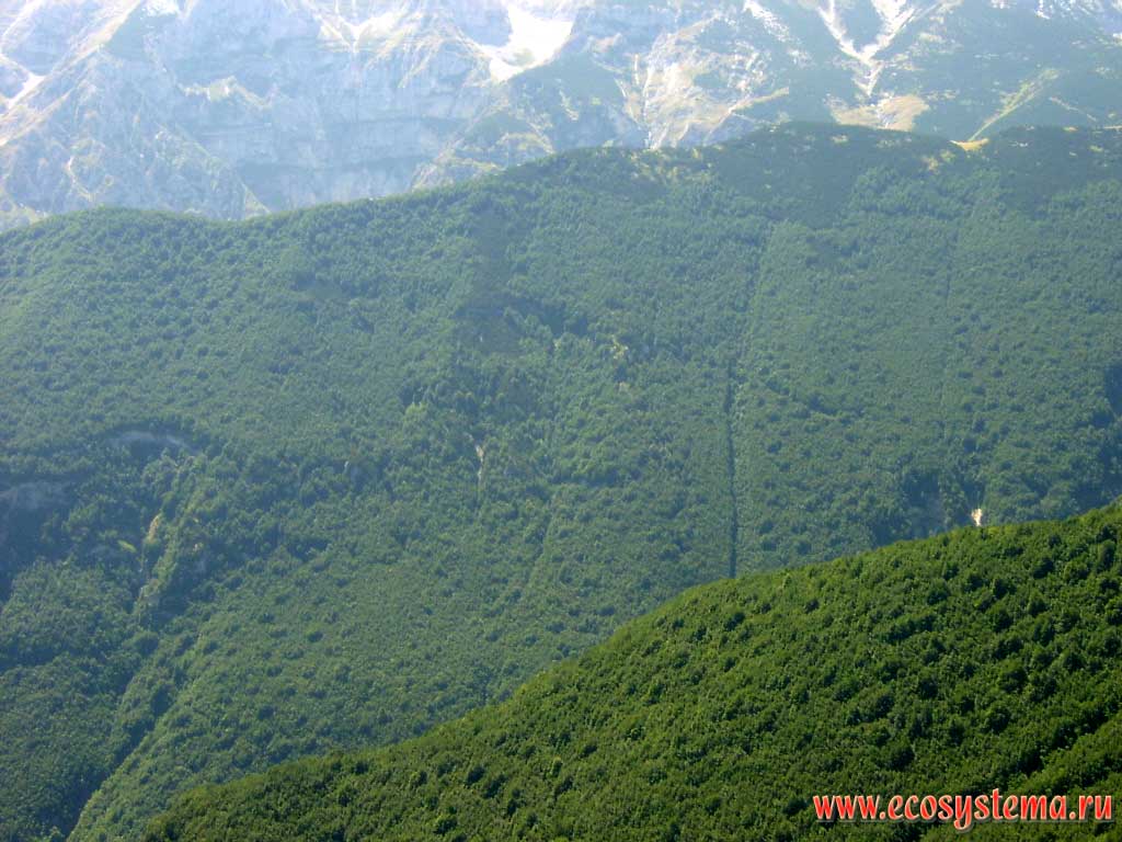 Altitudinal belt of pine coniferous forests and dwarf pine on the slopes of the Della Maiella massif (Central Apennines) at an altitude of 2,000 above sea level. Maiella National Park, province of Pescara, Abruzzo Region, Central Italy