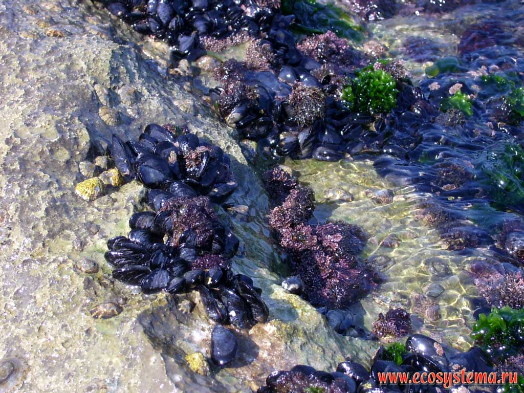 Мидии и известковые водоросли кораллина и литотамнион (розовые) на камнях волнореза (мола) в приливно-отливной зоне Адриатического моря. Курорт Пескара в регионе Абруццо, Центральная Италия