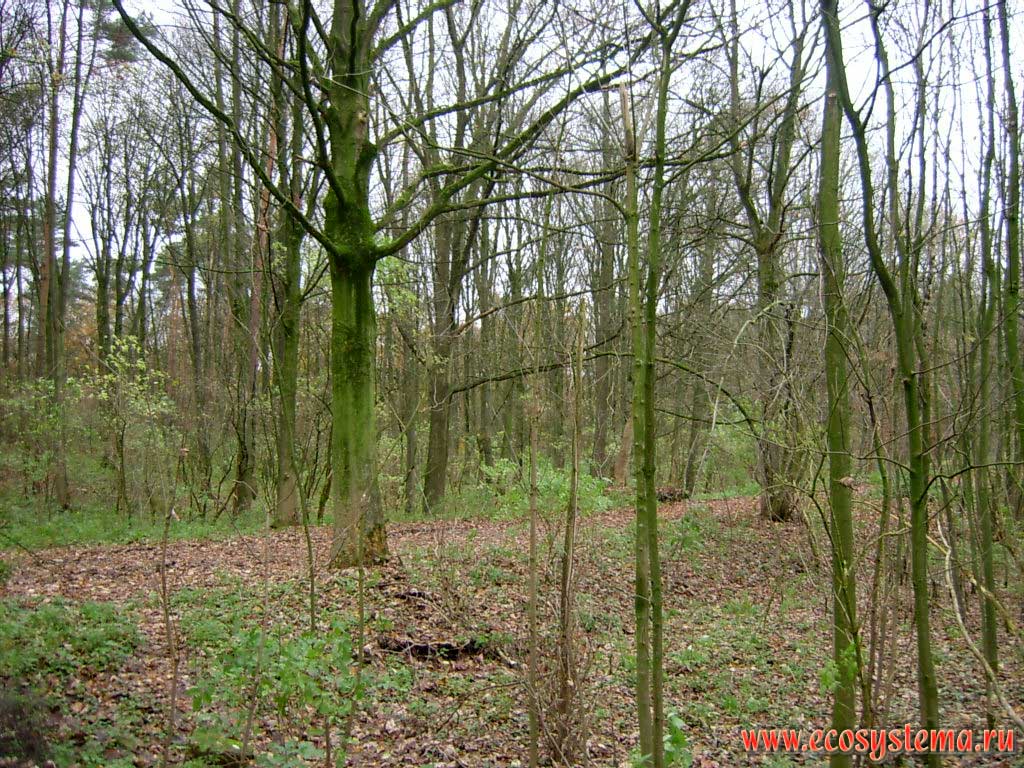 Mixed forest with predominance of oak and maple in Hohe-Mark nature park. Westphalia (Westfalen), northern Germany on the border with the Netherlands