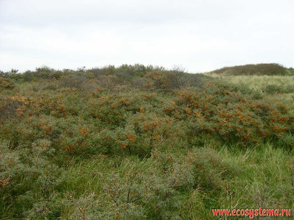 The upper part (crest) of sand dunes, covered with shrubs with predominance of buckthorn on the North Sea coast. The western extremity of the peninsula Walcheren, on the outskirts of Domburg in the province of Zealand (Zeeland), north-west of the Netherlands, Northern Europe