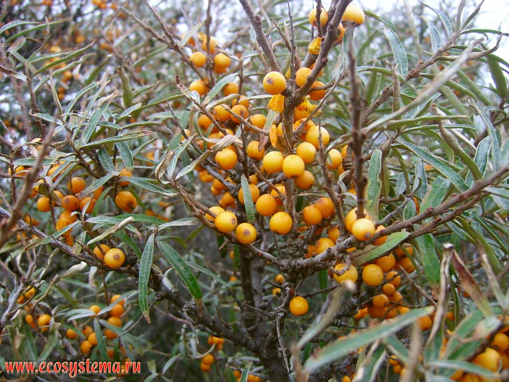 The branches of sea buckthorn (Hippophae rhamnoides) with fruits on the crest of a sand dune on the North Sea coast. The western extremity of the peninsula Walcheren, on the outskirts of Domburg in the province of Zealand (Zeeland), north-west of the Netherlands, Northern Europe
