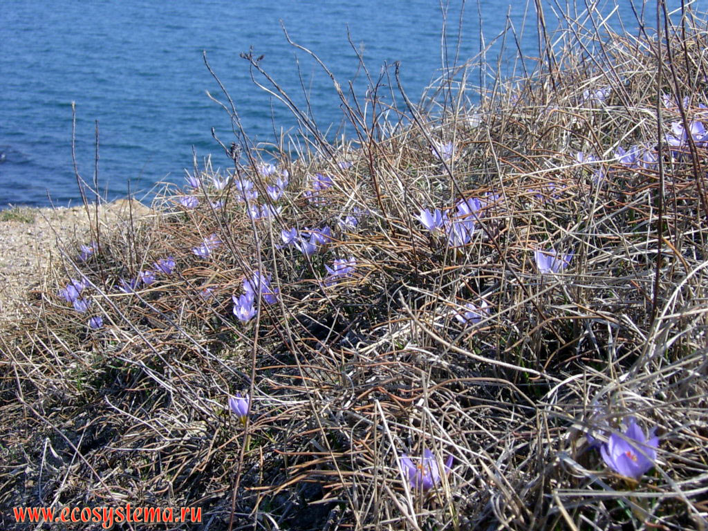 Meadow steppe on the Black sea coast with primroses - crocuses, or saffron (genus Crocus)