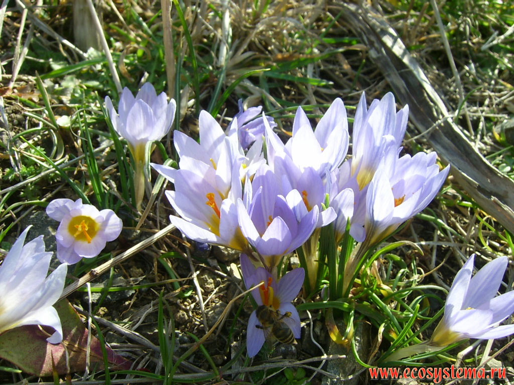 Spring, or Giant Crocus (Crocus vernus) - primroses of the family of Iris (Iridaceae) in the meadow steppe on the Black sea