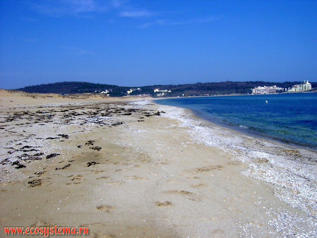 Дикий, т.е. не затронутый антропогенными преобразованиями песчаный пляж на берегу Чёрного моря