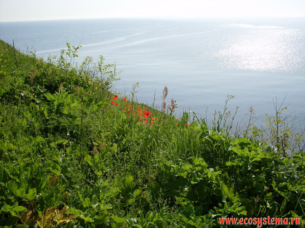 Spring grass with red poppies (Papaver rhoeas) on the Cape Akra (Accra Peninsula)