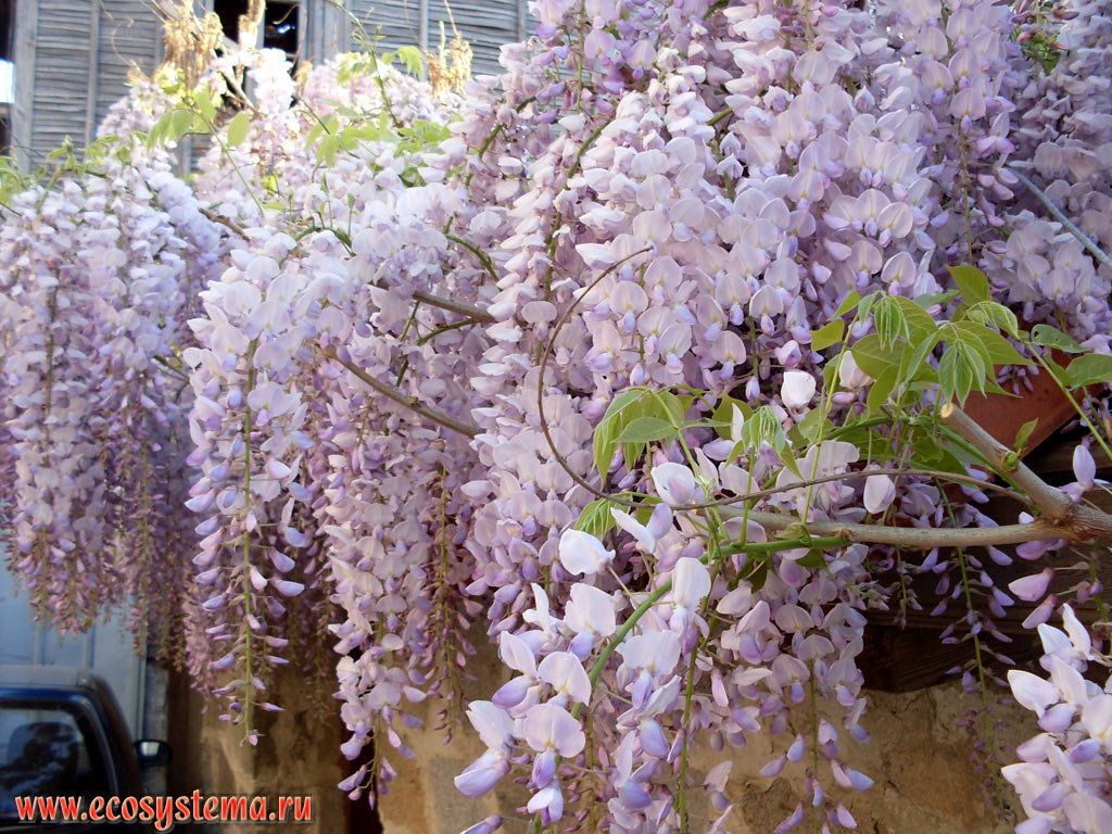 Flowering Wisteria (the legume family - Fabaceae) on the streets of Sozopol