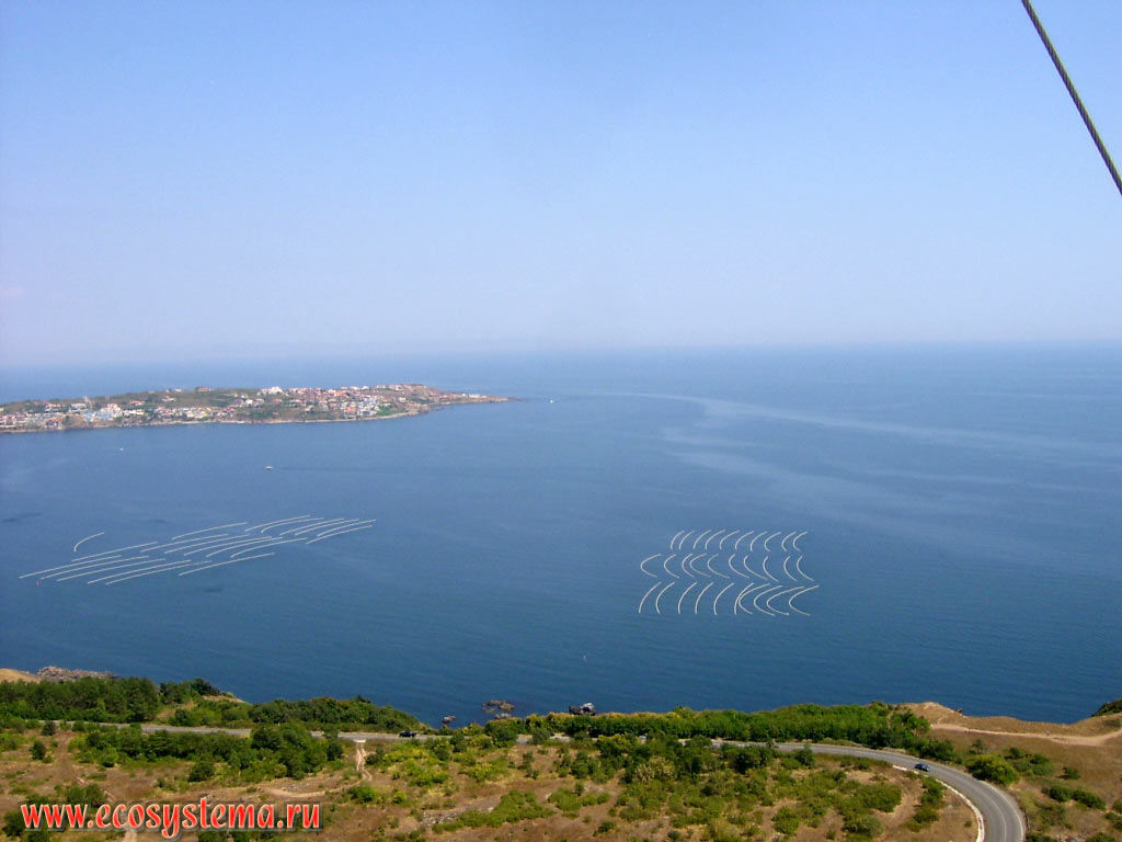 Побережье Чёрного моря с высоты птичьего полёта: мидиевые плантации - пример мари-, или аквакультуры