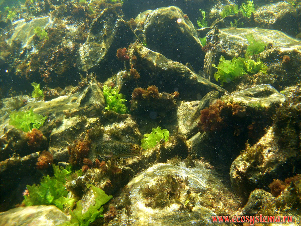 Подводная растительность и рыбы Чёрного моря: зелёные и бурые водоросли (ульва, или морской салат - род Ulva и цистозира, или цистозейра - род Cystoseira) на прибрежных камнях, а также рыба обыкновенная морская собачка (Parablennius sanguinolentus)