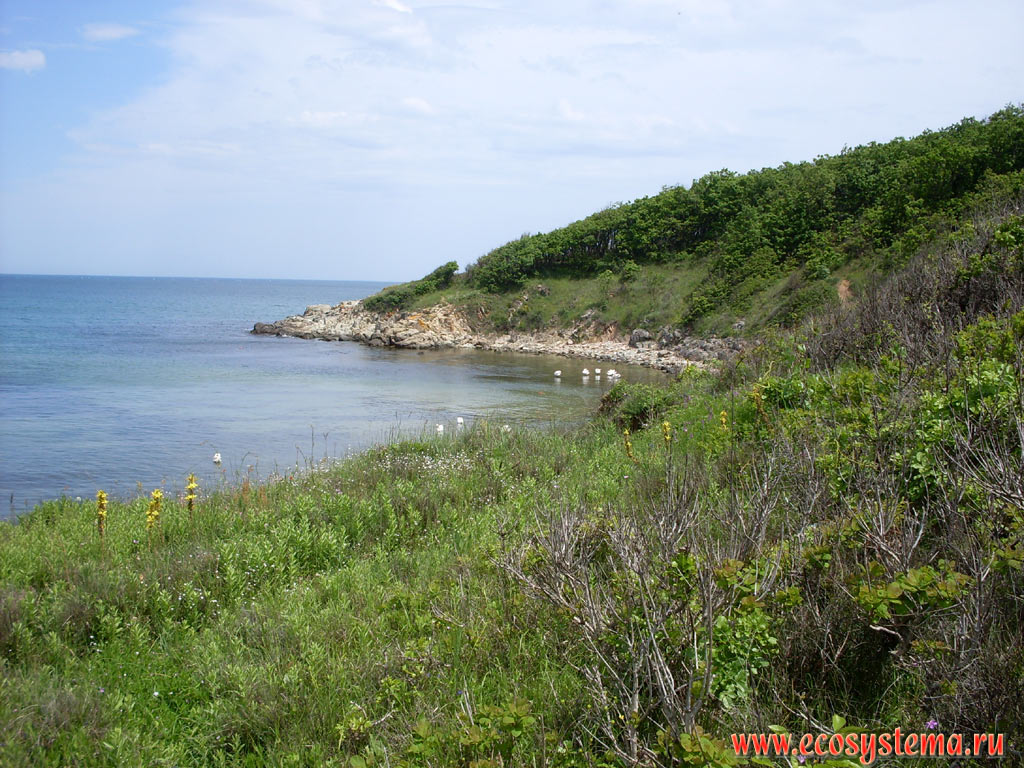 Стая лебедей в заливе на берегу Чёрного моря в природном парке Ропотамо