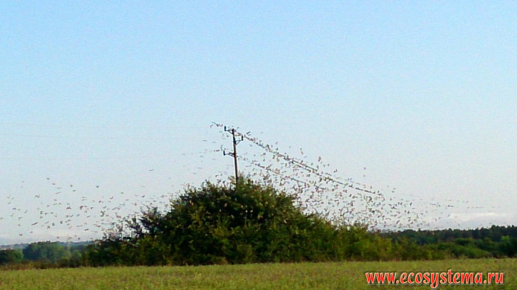 A huge flock of starlings (Sturnus vulgaris), sitting on the wires on the agricultural fields between the Black sea and the Strandja (Strandzha) mountains