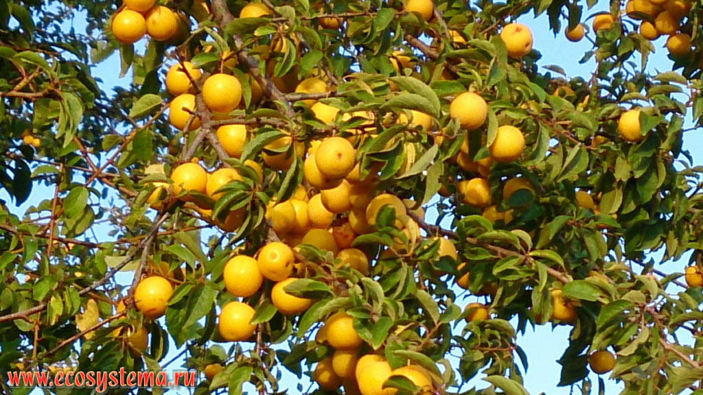 Mature fruits of yellow cherry plum (Prunus cerasifera) growing on the foothills
