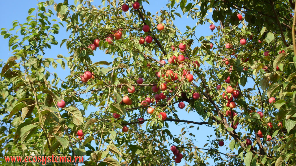 Зрелые плоды на ветвях алычи (сливы растопыренной - Prunus cerasifera)