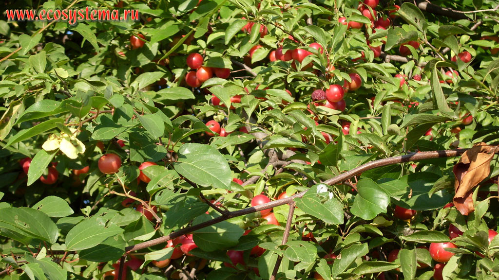 Зрелые плоды красной алычи (сливы растопыренной - Prunus cerasifera), растущей на предгорной равнине