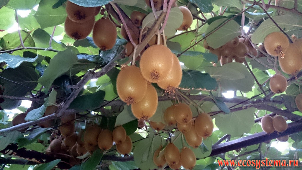 Kiwi fruit (Actinidia deliciosa) in the village of Chernomorets