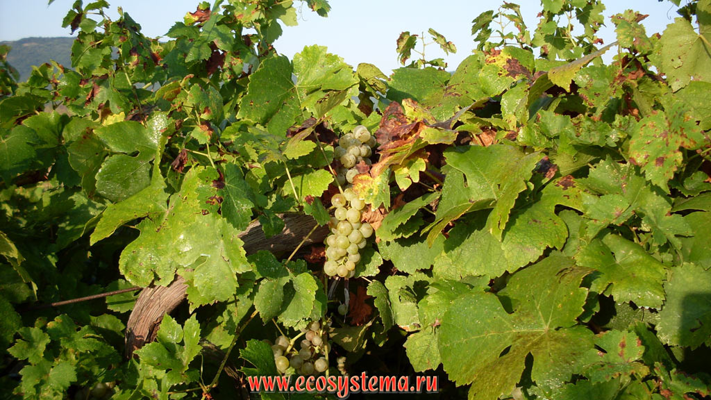 Grape liana (genus Vitis) - Dimyat variety (white table grape) in the vineyard