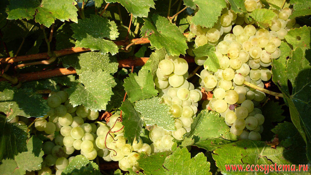 Fruits (bunches) of grapes (genus Vitis) variety Dimyat (white table variety) in the vineyard