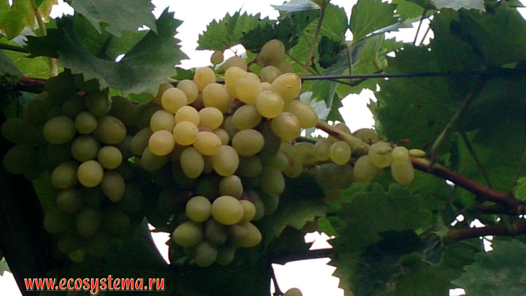 Зрелые плоды белого столового винограда (род Vitis) сорта Димят в винограднике на предгорной равнине