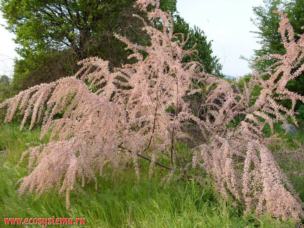 Blooming bush of Tamarix, or tamarisk, or salt cedar on the edge of a deciduous forest in low mountain Strandzha
