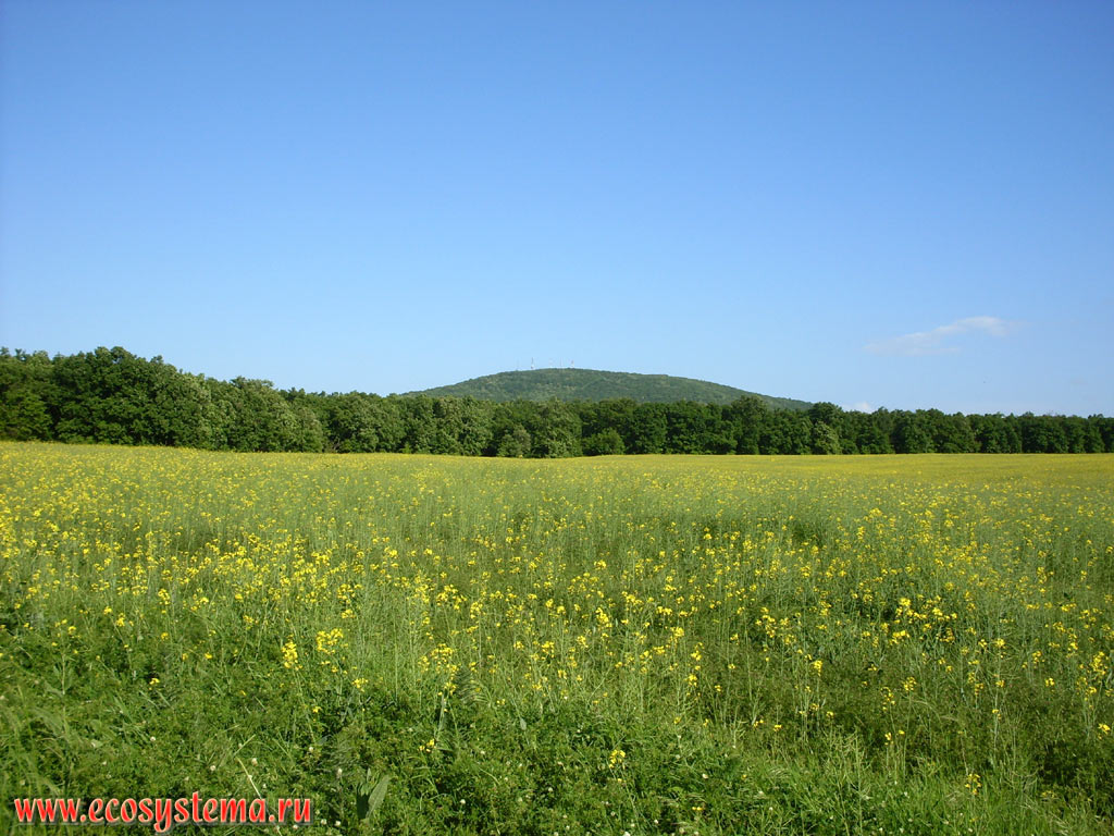 Agricultural meadow, sown grass-clover mixture and arugula (Eruca), and broad-leaved forest low-mountain