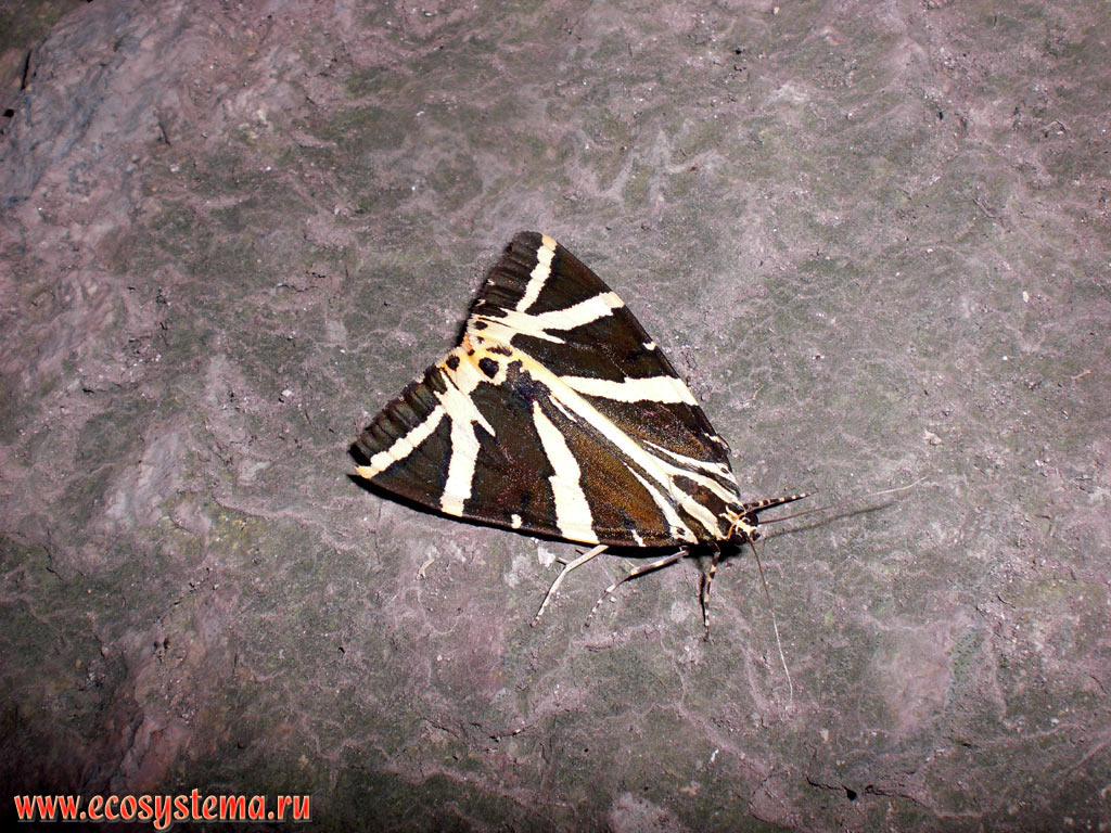 Night butterfly tiger moth (Arctiini tribe) on the edge of a deciduous forest in the foothills of the low-mountain massif Strandja (Strandzha)