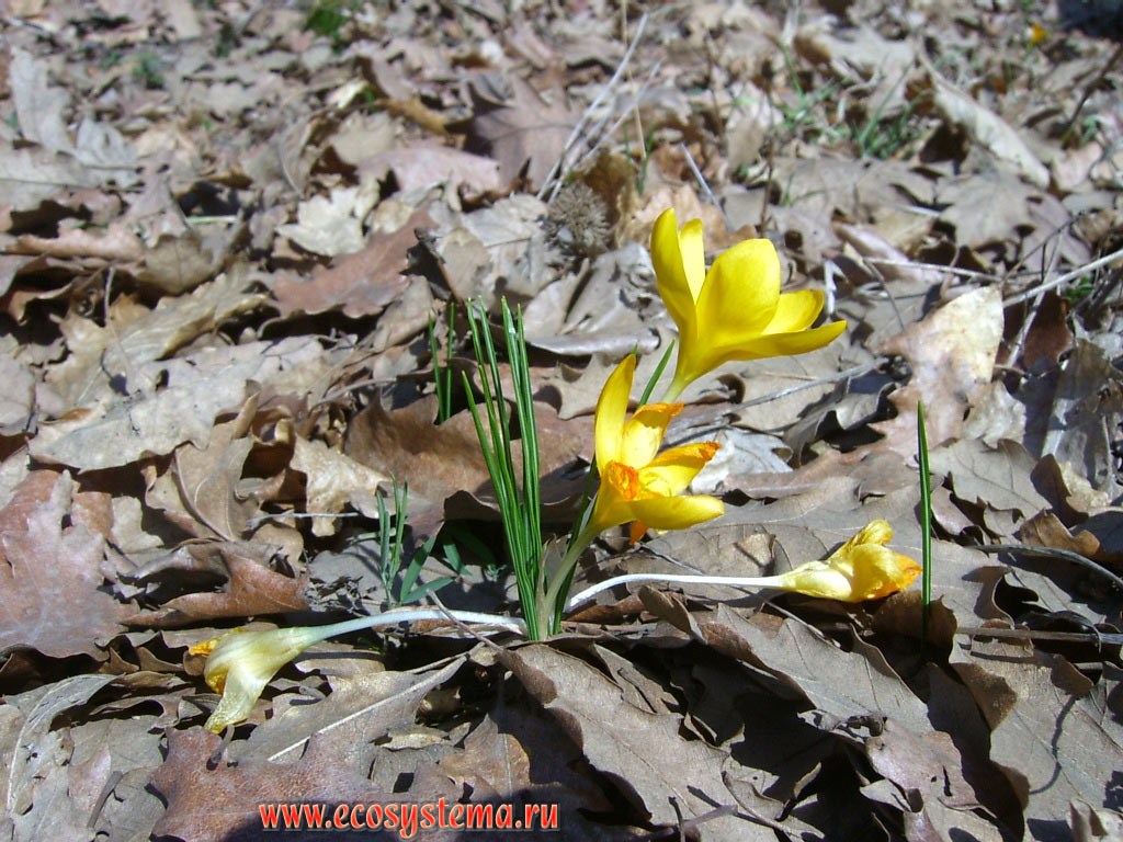 Yellow crocus or Dutch yellow crocus (Crocus flavus) - primroses from the family of Iris (Iridaceae) in oak deciduous forest