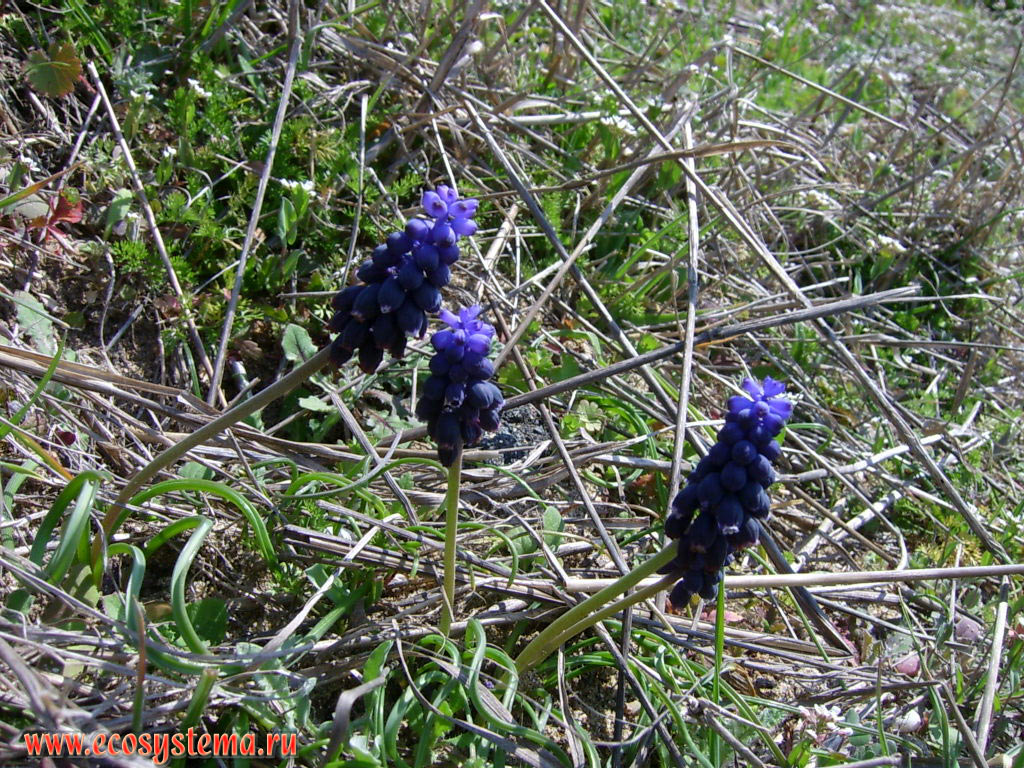 Grape hyacinth (genus Muscari) of the Asparagus family in oak deciduous forest