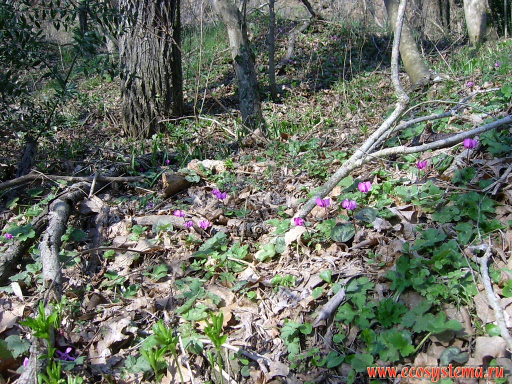 Цветущие цикламены (альпийские фиалки - род Cyclamen, семейства Первоцветные - Primulaceae) в буково-дубовом широколиственном лесу