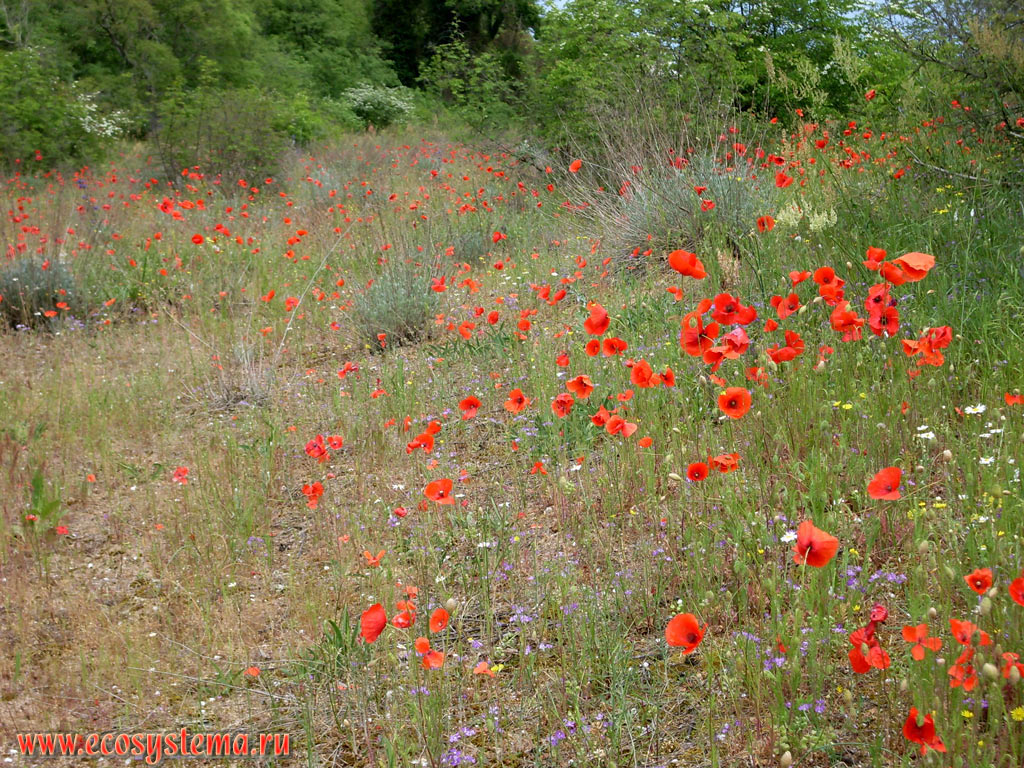 Poppy rhoeas (Papaver rhoeas) among the spring grasses on the sand dunes in the Delta of the Ropotamo river