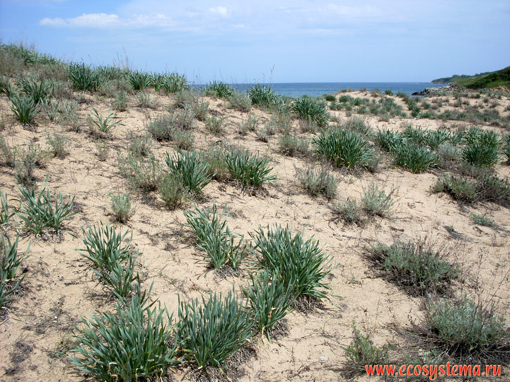 Панкраций морской (Pancratium maritimum) на песчаных дюнах на берегу Чёрного моря в дельте реки Ропотамо