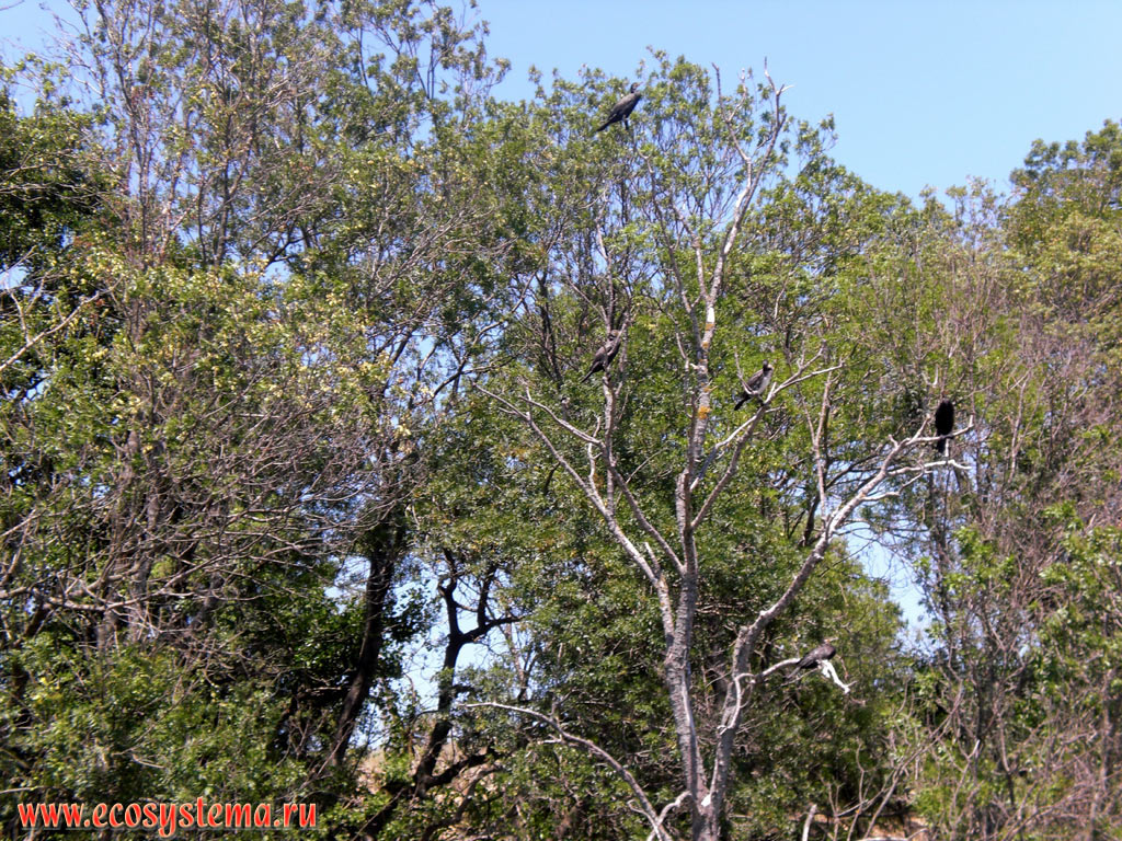 Бакланы (Phalacrocorax carbo), сидящие на деревьях в пойменном ивняке в дельте реки Ропотамо