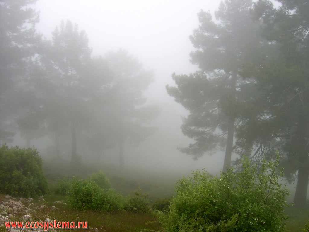 Fog in the light-coniferous pine forest on the slopes of the Beydaglari ridge