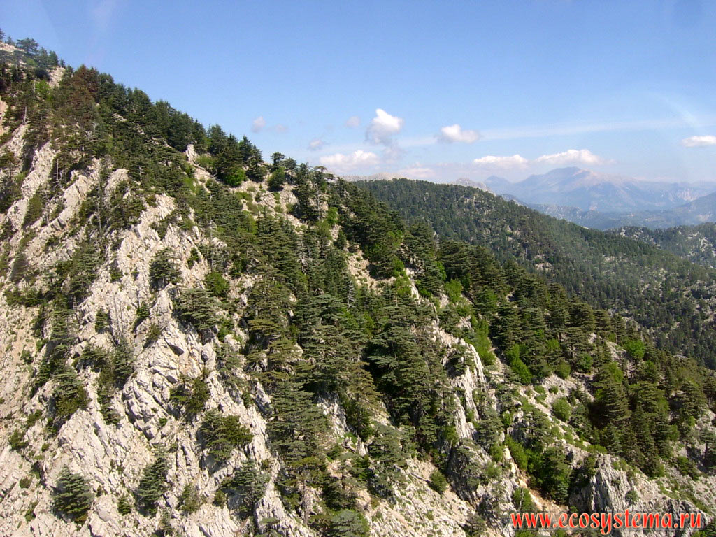 The slopes of the Beydaglari ridge, a part of the Western Taurus mountains, covered with light coniferous forests with a predominance of Lebanon cedar (Cedrus libani var. stenocoma)