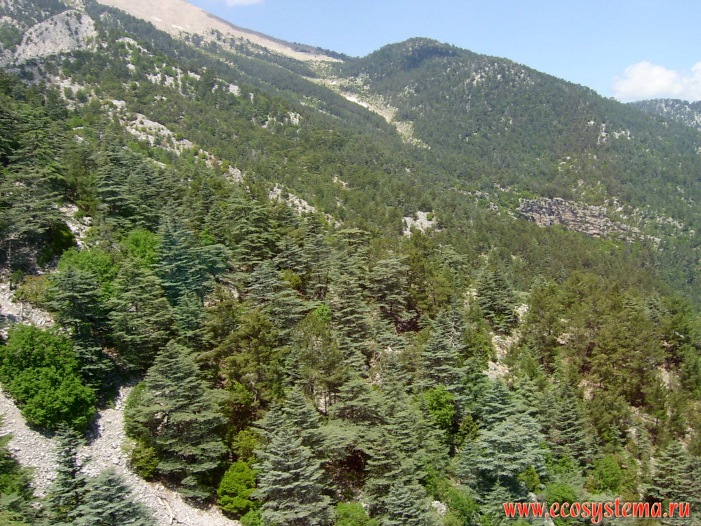 Светлохвойные леса с преобладанием ливанского кедра (Cedrus libani var. stenocoma - подвид кедр турецкий, или араратский) и сосны калабрийской, или турецкой (Pinus brutia) на склонах хребта Бейдаглары