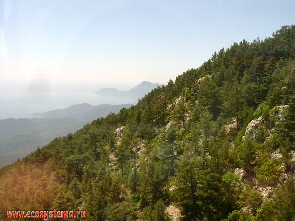 Светлохвойный лес с преобладанием сосны калабрийской, или турецкой (Pinus brutia) на склонах хребта Бейдаглары, входящего в горную систему Западный Тавр