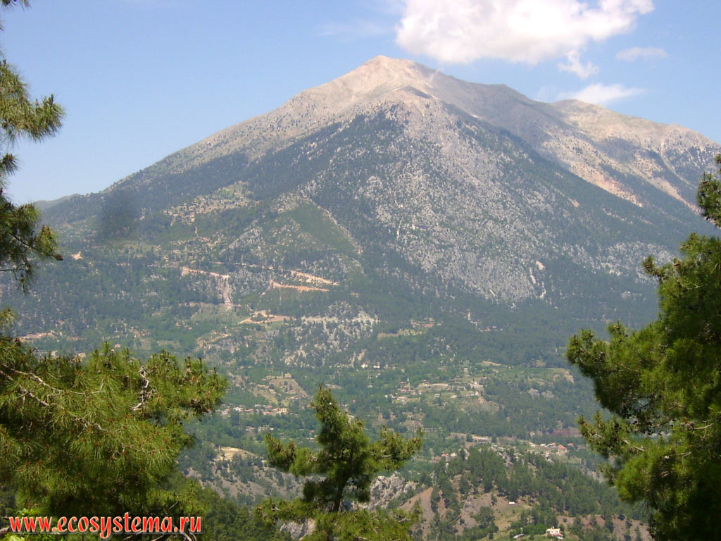 Light coniferous forests with predominance of the Turkish, or Calabrian Pine (Pinus brutia)