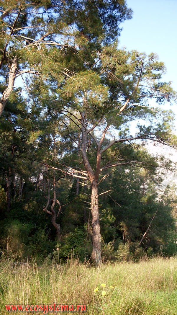 Светлохвойный лес с преобладанием сосны калабрийской, или турецкой (Pinus brutia) на прибрежных склонах хребта Бейдаглары, входящего в горную систему Западный Тавр