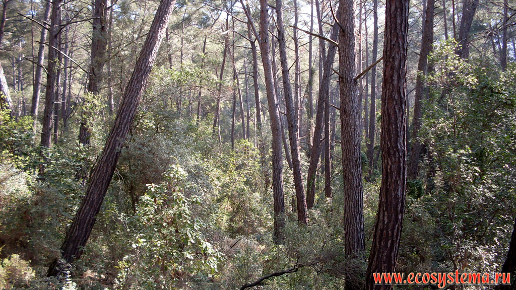 Светлохвойный лес с преобладанием сосны калабрийской, или турецкой (Pinus brutia) и земляничного дерева (Arbutus) на прибрежных склонах хребта Бейдаглары, входящего в горную систему Западный Тавр