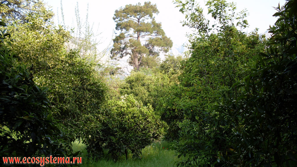 Orange garden on the foothill plain between the Mediterranean sea and the mountain chain Beydaglari