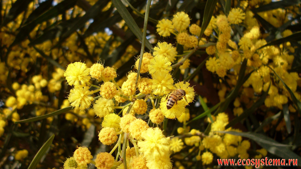 Flowers of the Silver, or Blue Wattle bush (Acacia dealbata), incorrectly called Mimosa (different plant from the same family of Legumes, looking different) and Honey Bee (Apis mellifera)