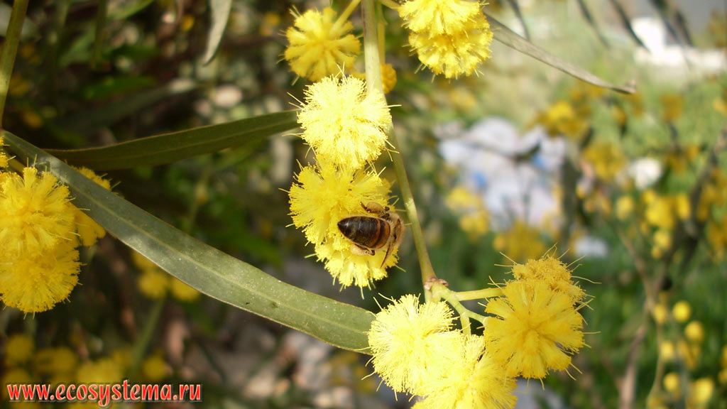 Flowers of the Silver, or Blue Wattle (Acacia dealbata) and pollinating Honey Bee (Apis mellifera)