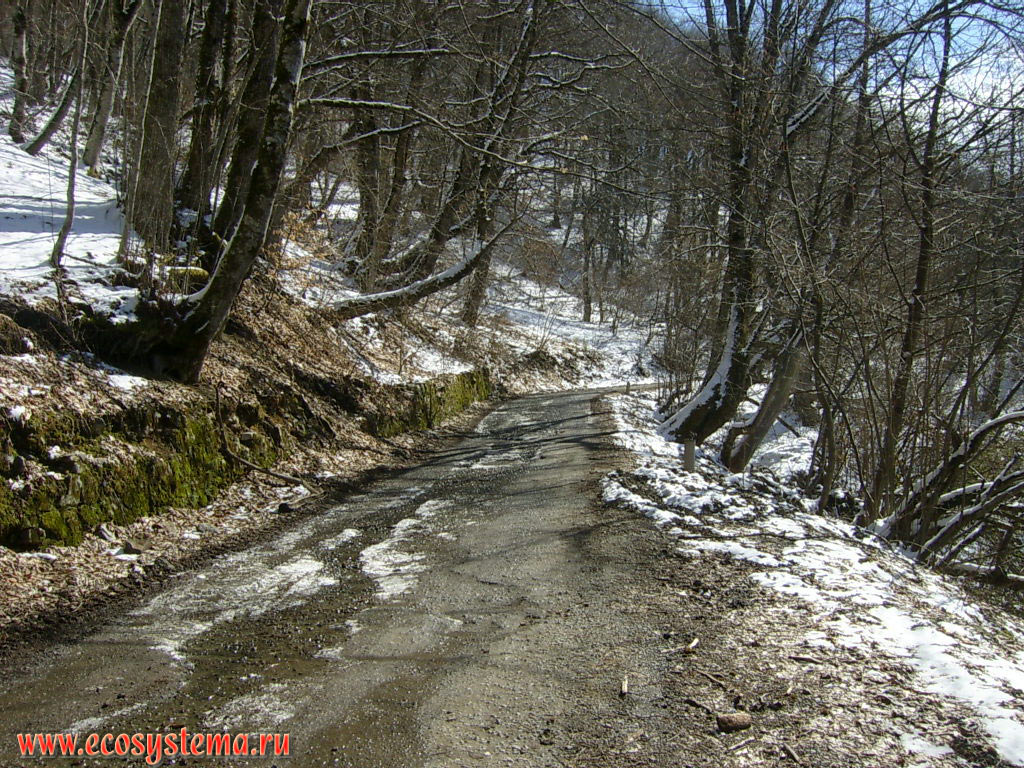 Forest road in a broad-leaved forest with predominance of Oak (Quercus) and Beech (Fagus) on the slopes of the Caucasus Mountains