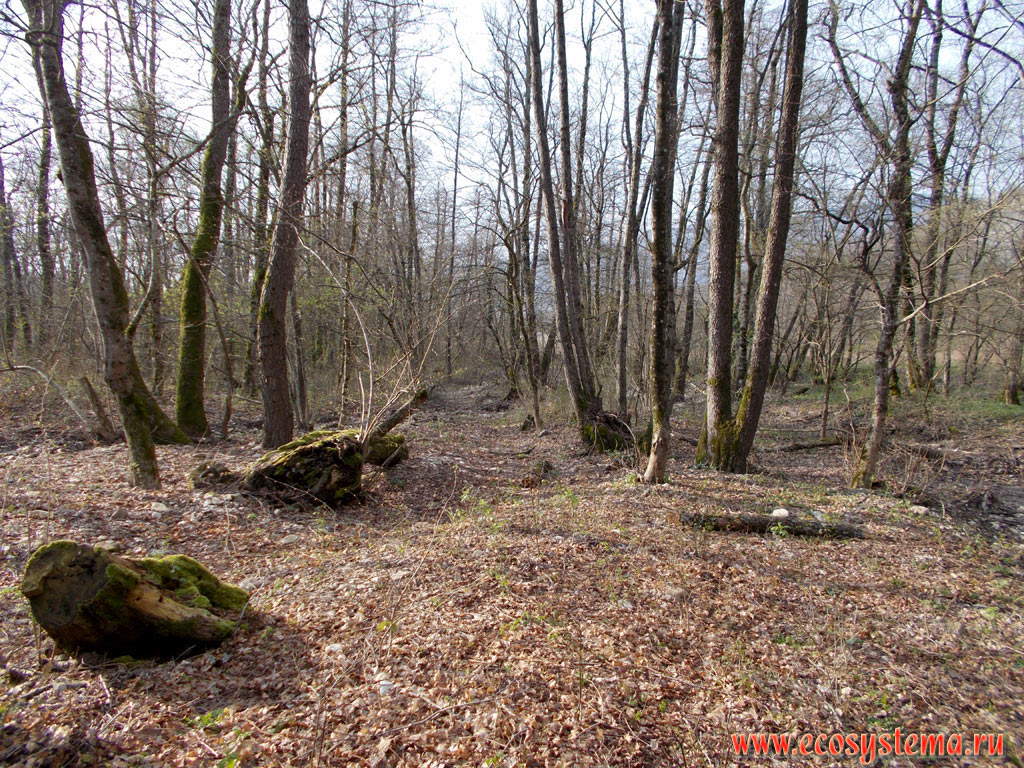 Broad-leaved forest in the floodplain of the mountain river with a predominance of Black Alder (Alnus glutinosa) in the foothills of the North-West Caucasus