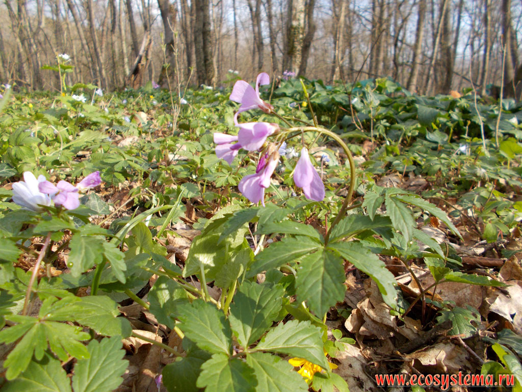 Five-leaflet bitter-cress, or Showy toothwort (Dentaria pentaphyllos = Cardamine pentaphyllos) in a deciduous forest with a predominance of Oak (Quercus) and a full cover of primroses